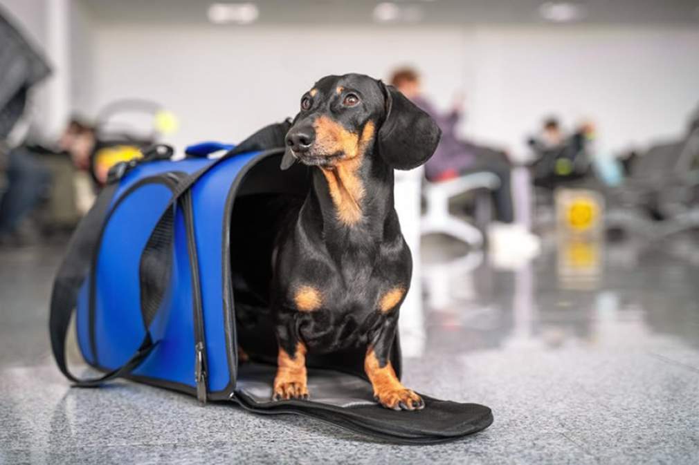 La emisión de la certificación en línea se vuelve válida para viajar con mascotas en Europa |  SEG