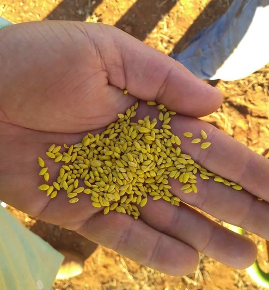 Qual importância das sementes tratadas em sistemas integrados