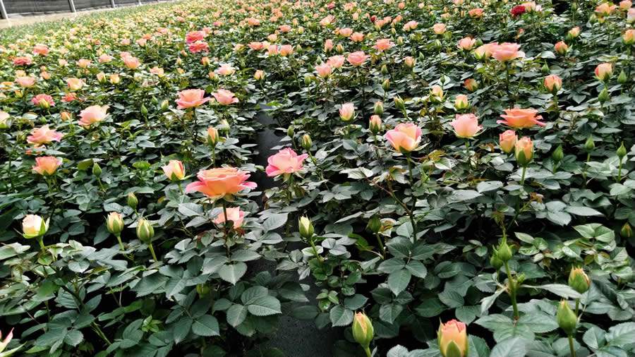 Estufas do Isidorus Flores - Isidorus Flores