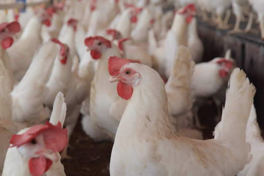 Ovos mais nutritivos com a criação de galinhas livres; entenda