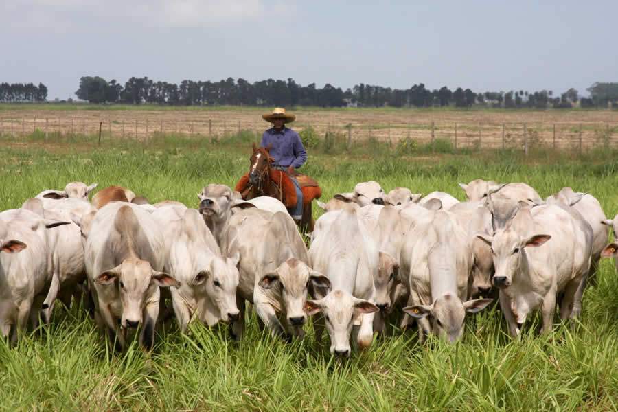 Marca CV abre temporada de vendas com oferta de quase 1.000 animais
