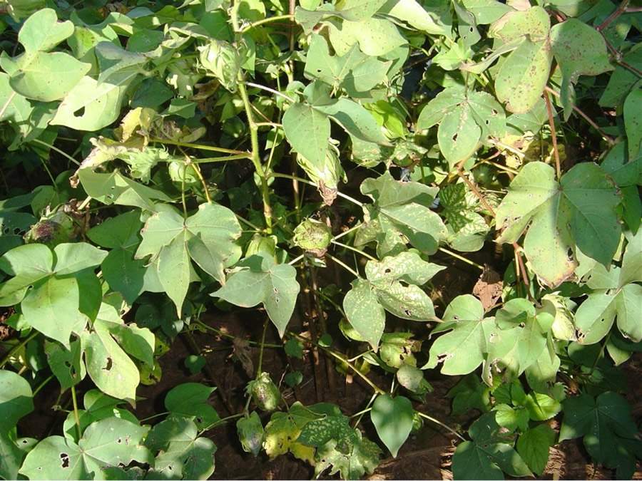 Lavoura de algodão ao Sul de MT com danos pela presença do nematoide R.reniformis