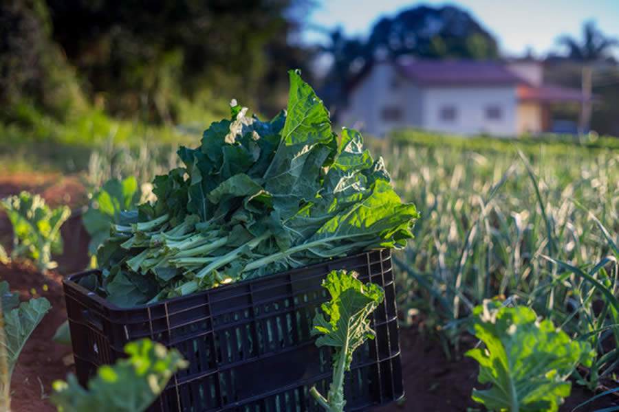 Sítio A Boa Terra - Foto - Divulgação