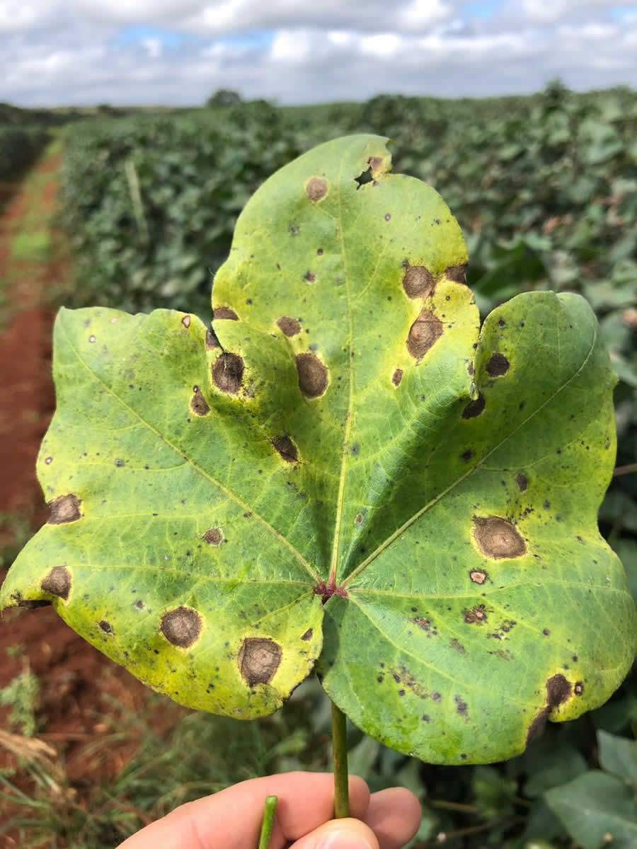 Mancha Alvo no Algodão. Crédito Alderi Emídio de Araújo