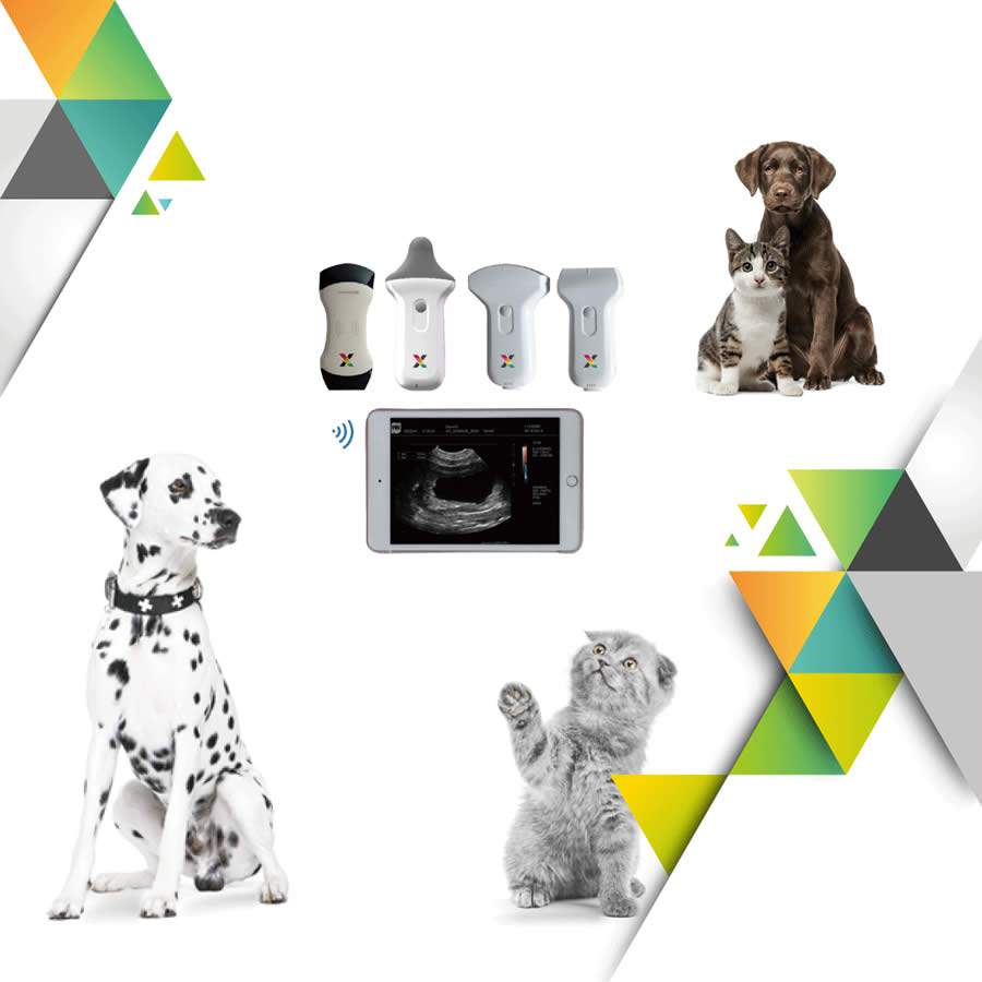 Exame veterinário na palma da mão