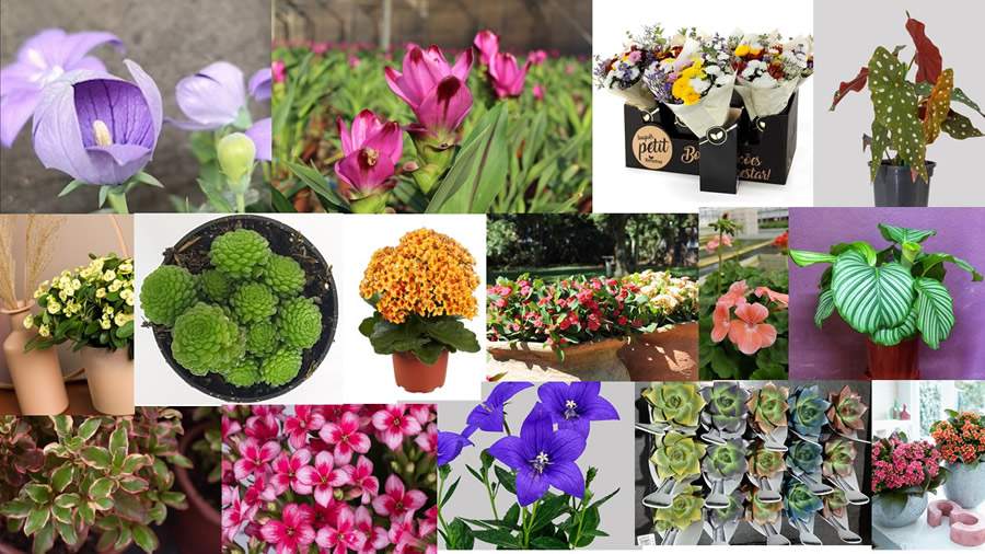 22&ordm; Veiling Market apresenta novidades em plantas e novos projetos para os produtores