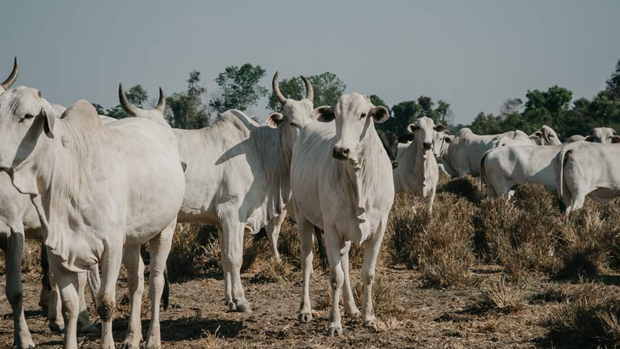 Expedi&ccedil;&atilde;o que quer tra&ccedil;ar um panorama da cria&ccedil;&atilde;o de gado confinado no pa&iacute;s realiza sua terceira e &uacute;ltima etapa
