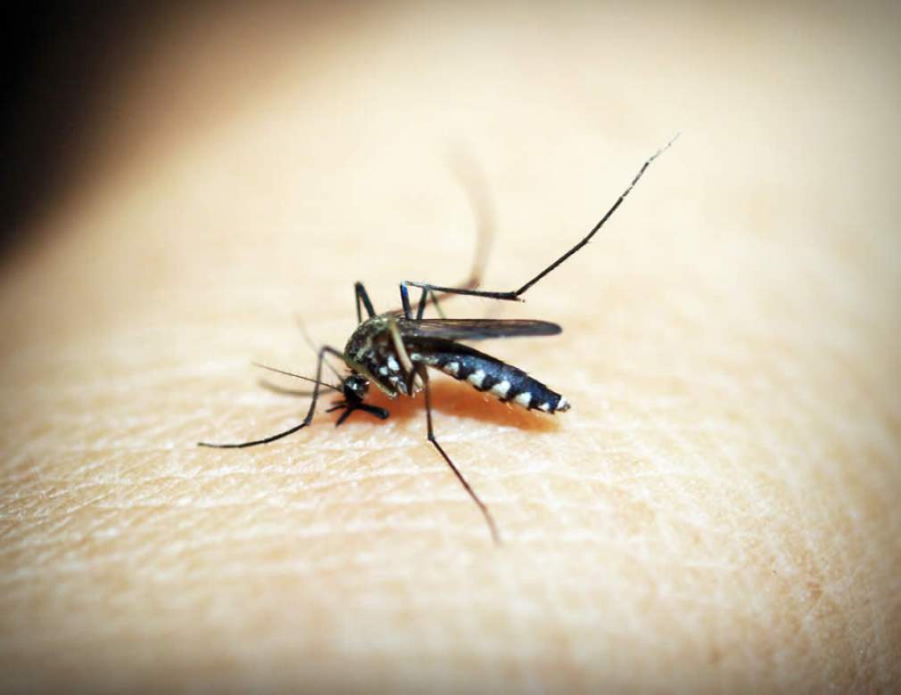 Em tempos de Coronavírus, Brasil entra em alerta com novo surto de dengue