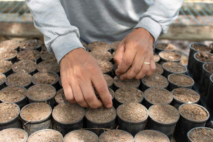 Juçaí: Fruto da Palmeira Juçara Ganha a Mesa Dos Brasileiros com Produção Sustentável que Preserva a Floresta e Gera Emprego no Campo