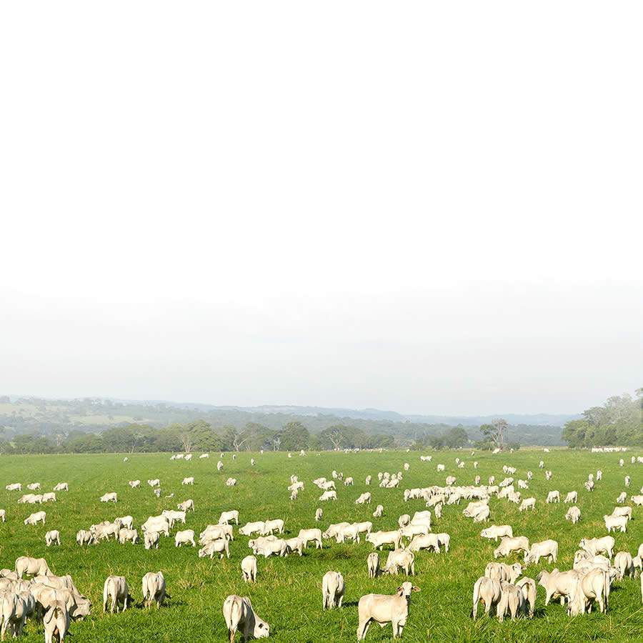 Vetoquinol é a Campeã na Categoria Portfólio de Produtos da Top Brands Quality 2020