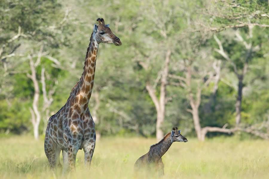 Quais os limites do turismo com animais selvagens?