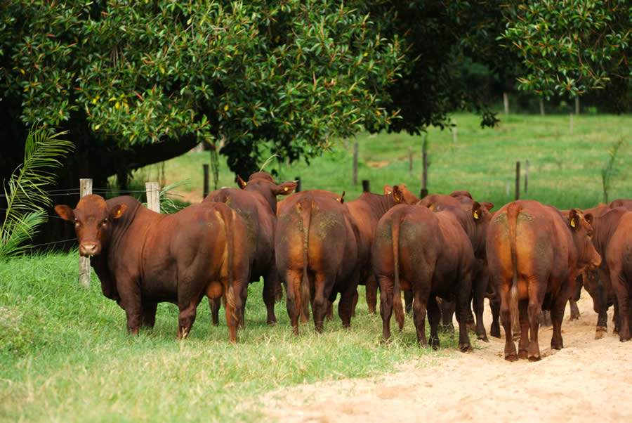 Fazenda Santa Silvéria venderá os seus 60 melhores touros Bonsmara no dia 28 de agosto