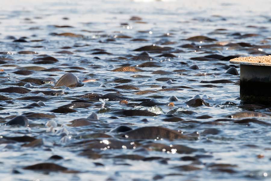 Alterações no sistema imunológico de peixes e camarões impactam produtividade