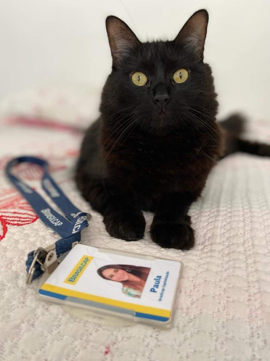 No m&ecirc;s dos animais, Brasilcap estimula doa&ccedil;&atilde;o para pets