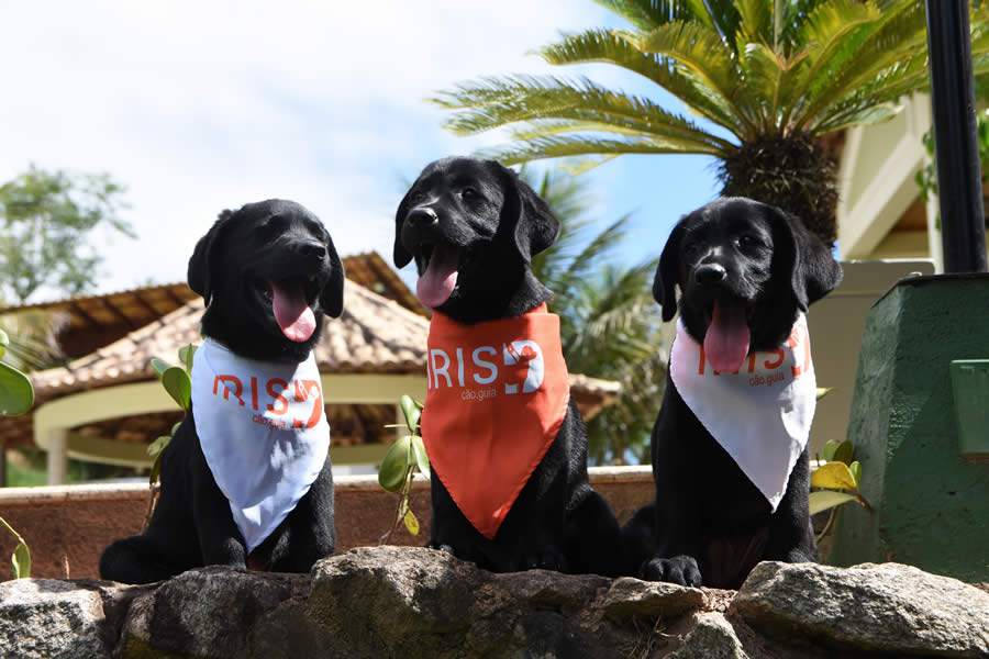 No dia do C&atilde;o-Guia, Instituto IRIS refor&ccedil;a a necessidade de aumentar a entrega para pessoas com defici&ecirc;ncia visual
