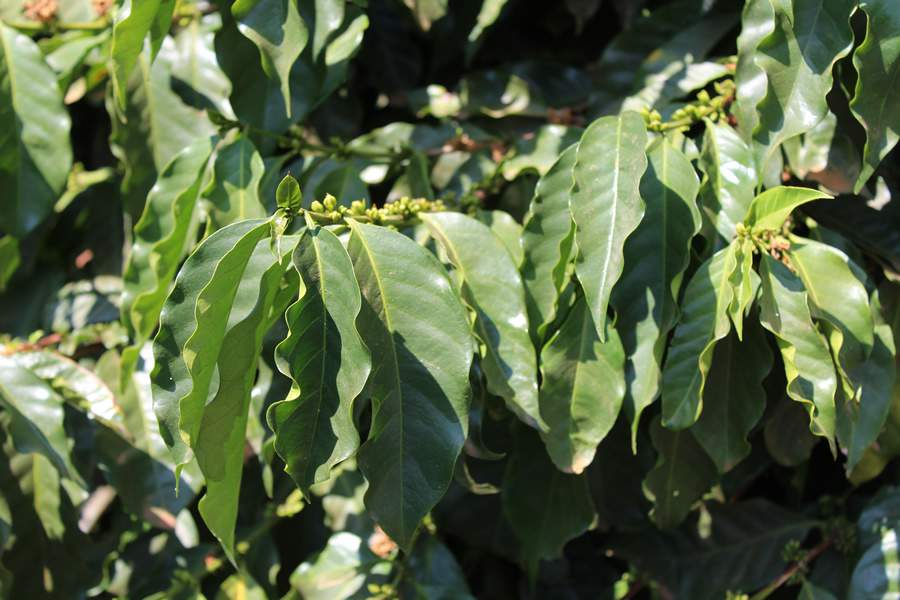 Soluções da Mosaic Fertilizantes tornam cafezais mais vigorosos e produtivos