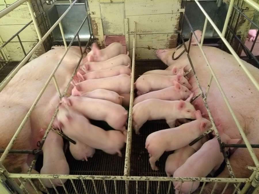 Desinfecção a seco das instalações reduz a pressão de infecção nas granjas