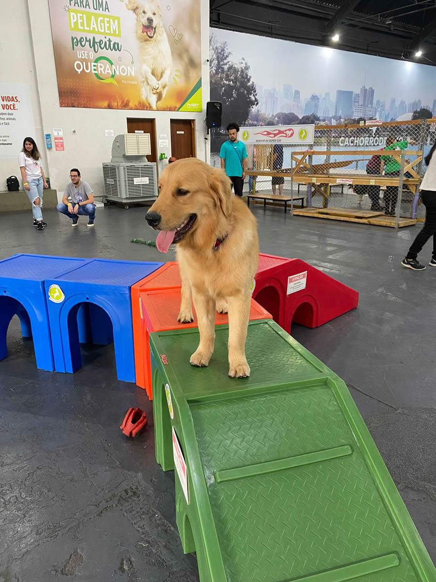Cachorr&oacute;dromo&reg;️ promove evento de neg&oacute;cios