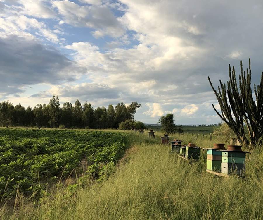 Apiários em lavouras de soja. Diálogo entre agricultor e apicultor protege cultivos e abelhas