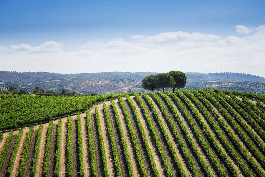 Vivas as tradições da época da vindima no Alentejo