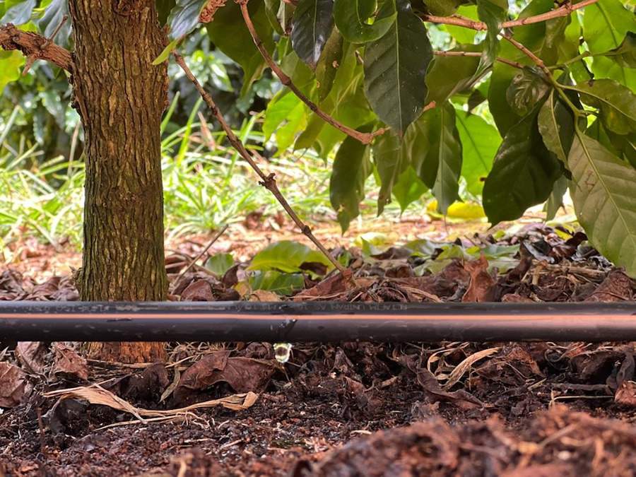 Quando instalar um projeto de irrigação na lavoura de café? Logo após o plantio ou em plantas adultas?