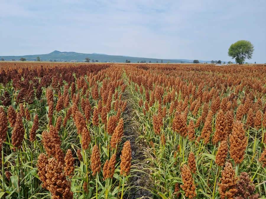 ADVANTA-Cultura-de-sorgo-Credito-Divulgacao