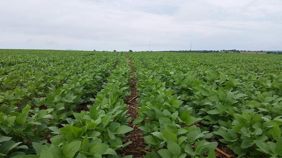 Crédito: Embrapa / Jeferson Vasconcelos