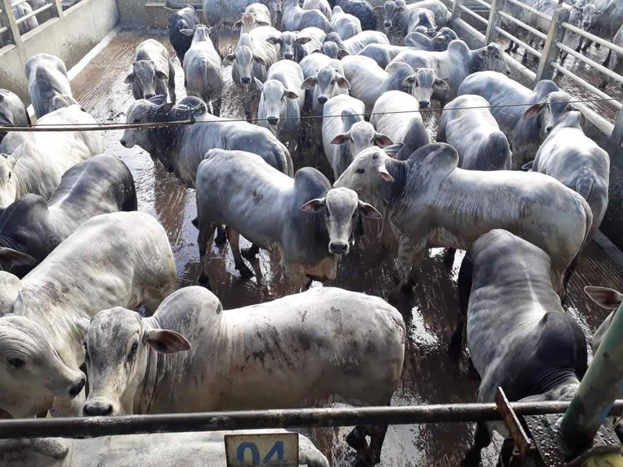 Itapetinga (BA) recebe etapa do Circuito Nelore de Qualidade