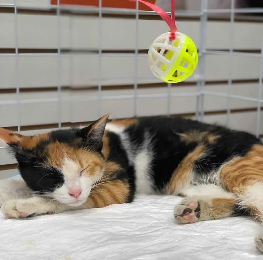 Cr&eacute;dito: Divulga&ccedil;&atilde;o