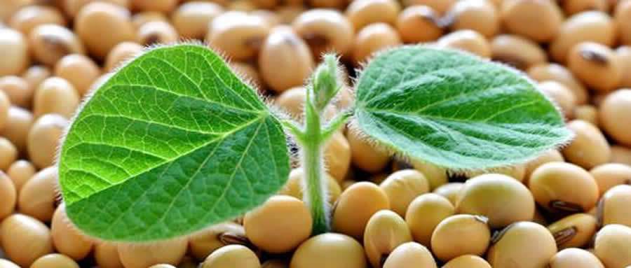 Boa notícia para o agronegócio: Boa Safra registra recorde nos índices de vigor e germinação de sementes de soja