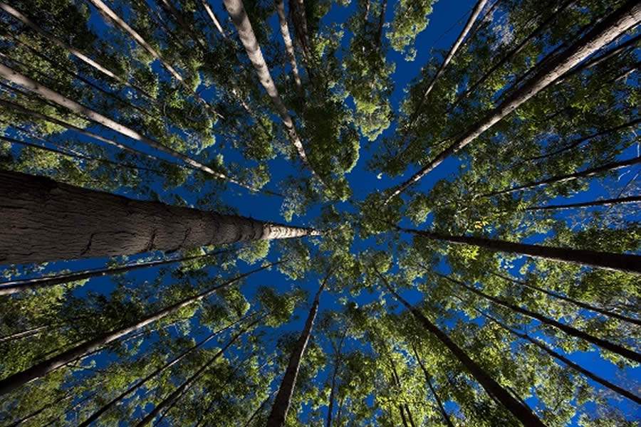 Setor de florestas elabora plano para impulsionar mercado brasileiro de remoções de carbono na COP 27