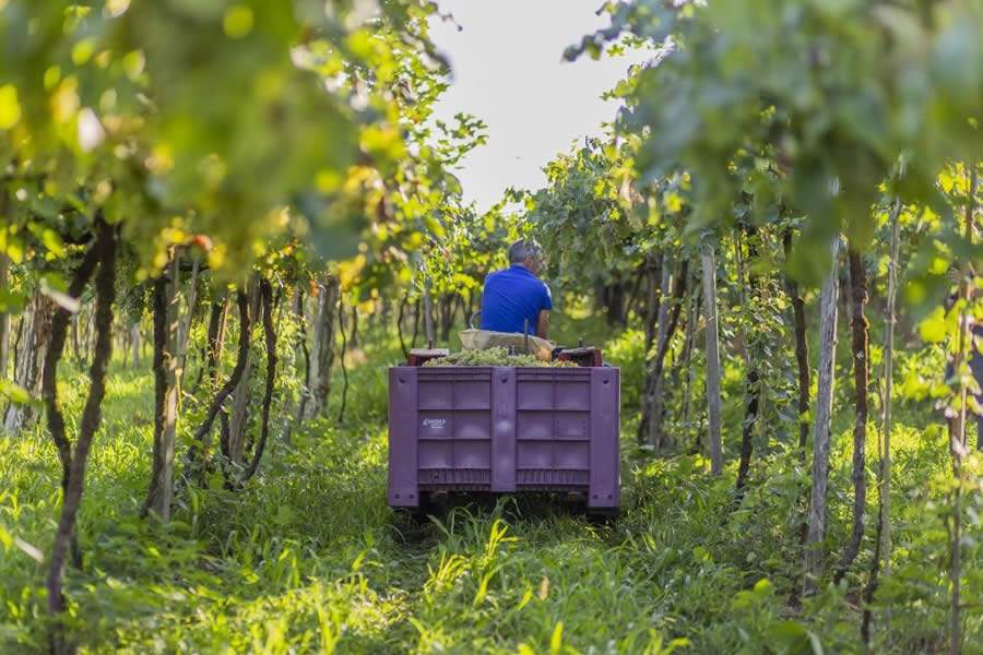 Início da colheita - Crédito Augusto Tomasi
