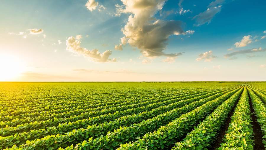 Agronegócio brasileiro precisa se adaptar à nova realidade do mercado