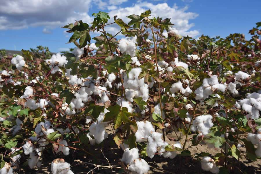Tecnologia da Ubyfol ajuda no enchimento de maças do algodoeiro