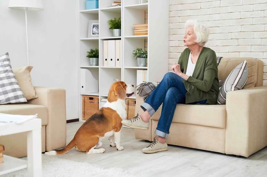 Educadores Pet: Conheça os produtos disponíveis no mercado que podem te ajudar nessa missão