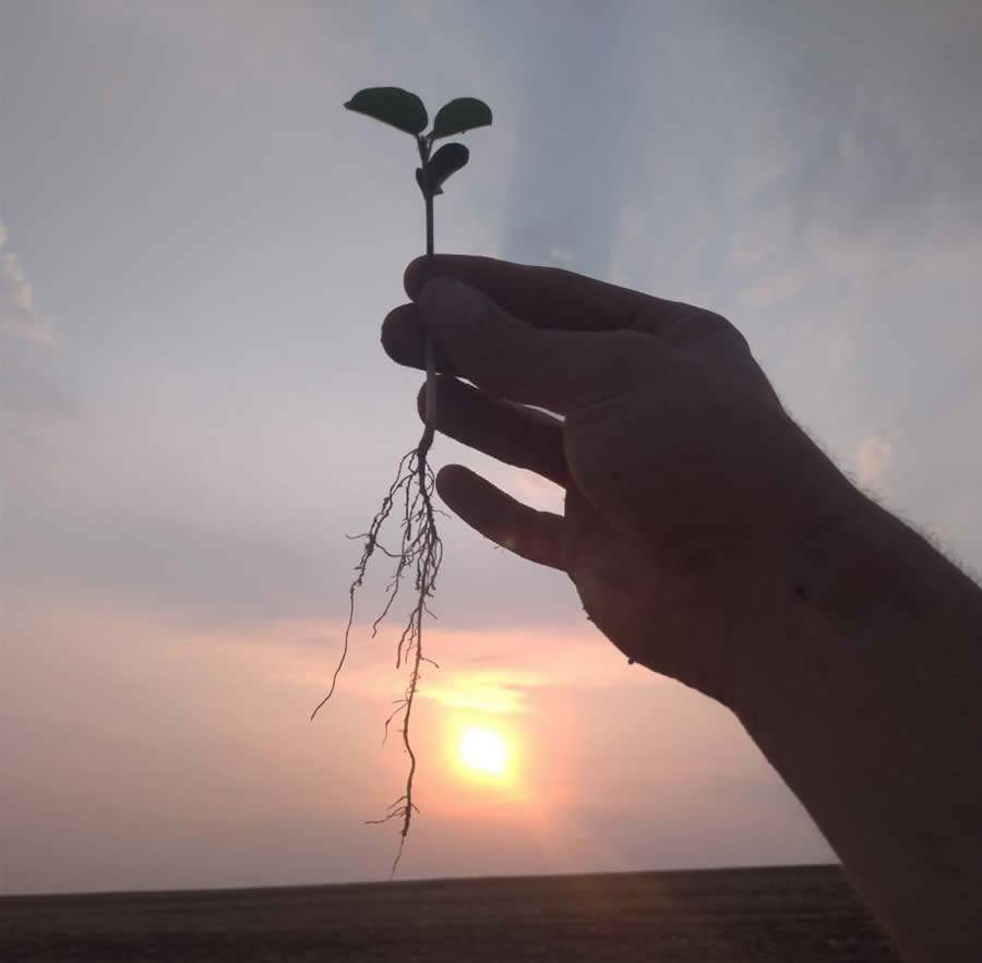 Onde tem Microgeo®, um milímetro de chuva vale por dois, relata agricultor que realizou plantio antes dos produtores vizinhos