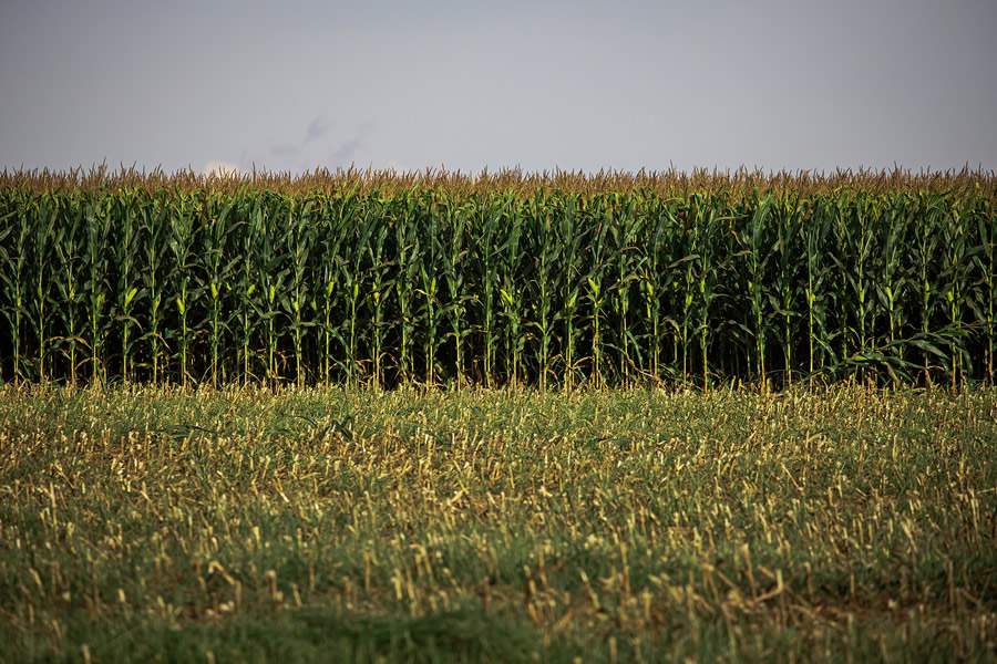 ORIGEO-Safra-2024-2025-Rondonia-colhe-resultados-acima-do-esperado-diz-Conab-foto-Wenderson Araujo-CNA-Brasil