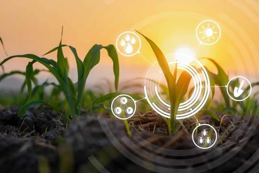 Do campo à mesa: tecnologia apoia desenvolvimento do setor agrícola