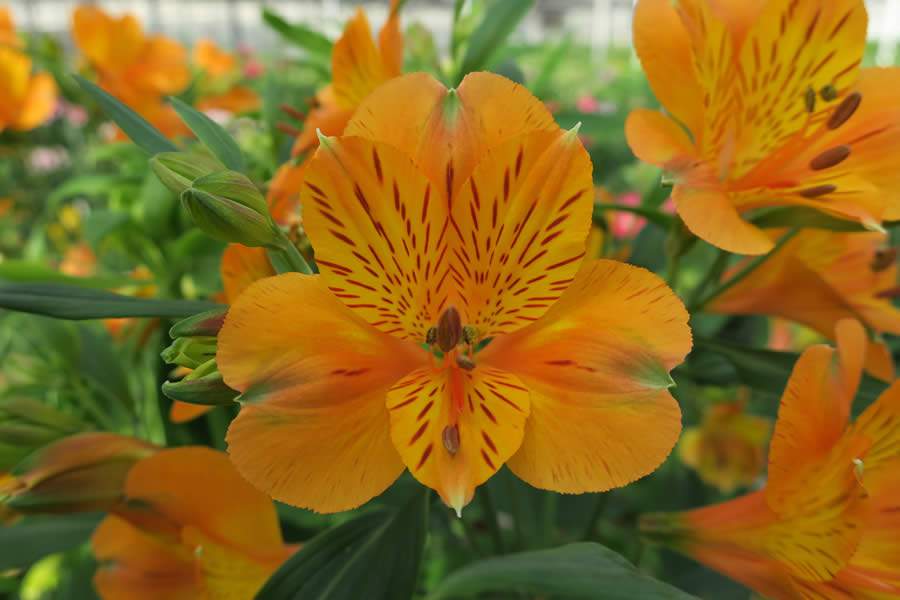 Alstroemeria Gypsy, produtor Paco van der Louw - Divulgação