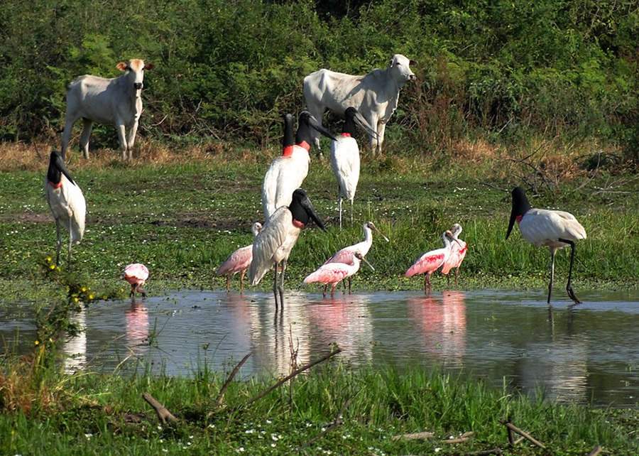 Tendências recentes no uso da terra ameaçam a pecuária tradicional no Pantanal