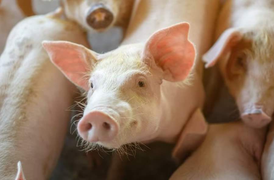 ICC reforça a importância da imunonutrição durante o 15º Simpósio Brasil Sul de Suinocultura