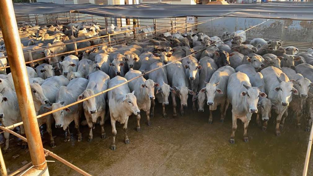 Circuito Nelore de Qualidade avalia 20.591 bovinos em 2020