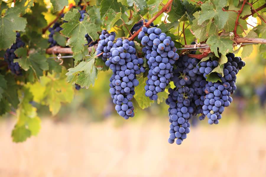 Belgo Bekaert contribui com produtividade da uva na Serra Gaúcha