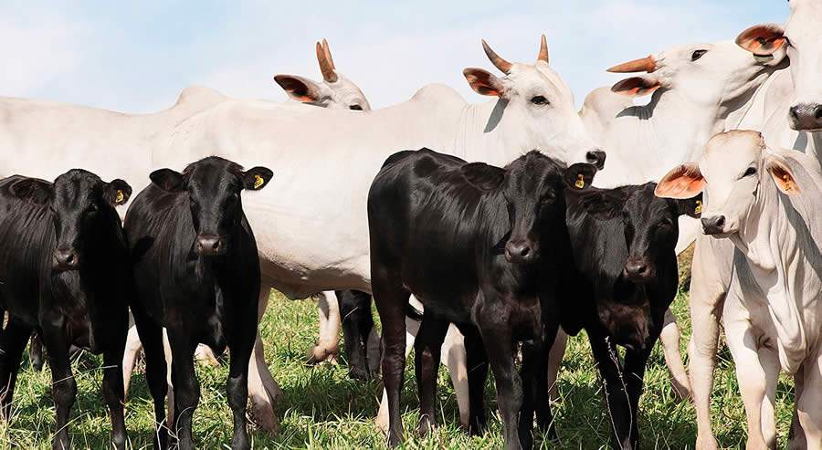 Ap&oacute;s interrup&ccedil;&atilde;o pela pandemia, Ensino Avan&ccedil;ado CRV Lagoa volta a oferecer cursos de capacita&ccedil;&atilde;o pecu&aacute;ria