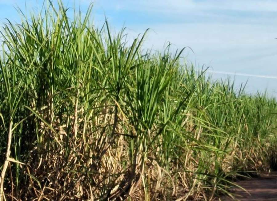 Graminicida avaliado em áreas de referência mostra nível elevado de controle de invasoras da cultura