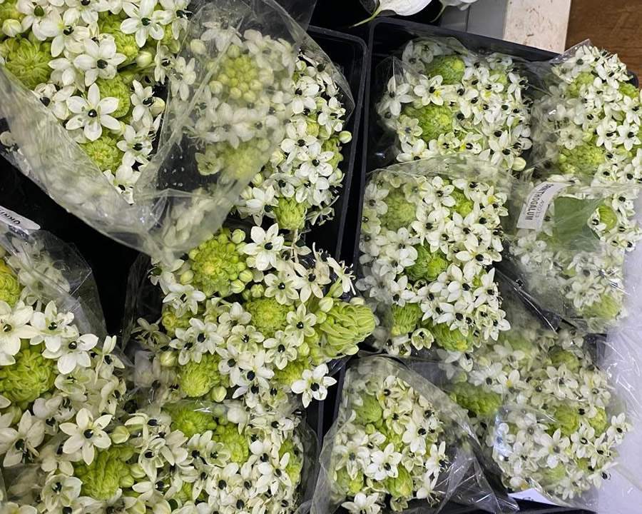 Ornithogalum é destaque nas decorações 2025 Divulgação