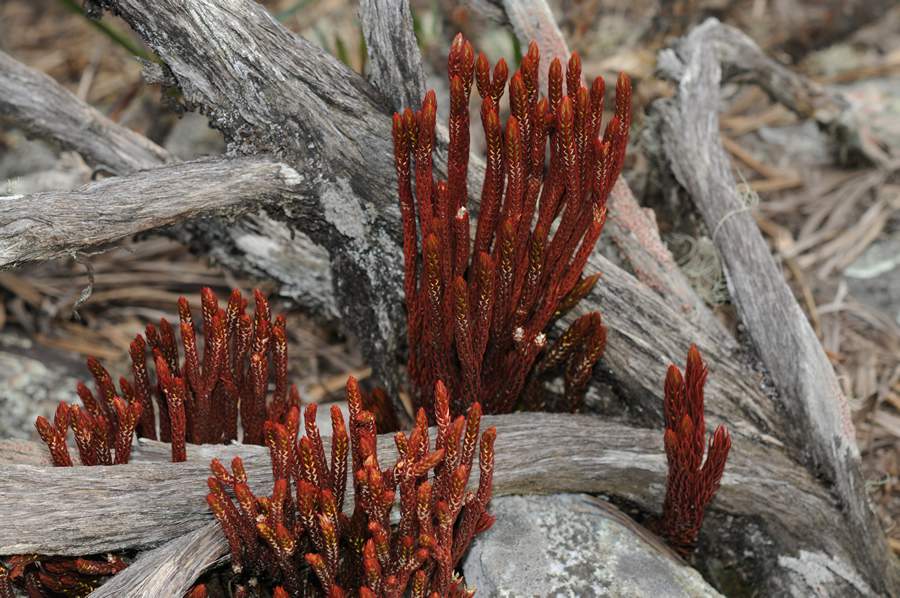 Hurpezia Rubra encontrada no Santu&aacute;rio do Cara&ccedil;a - Foto: Aline Abreu