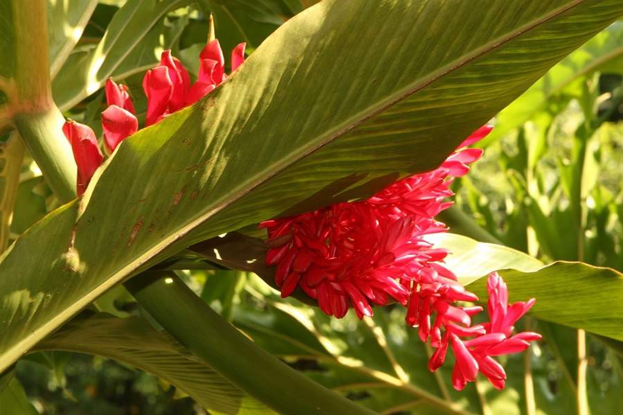 Foto: Brom&eacute;lia, no Portobello Resort. Divulga&ccedil;&atilde;o