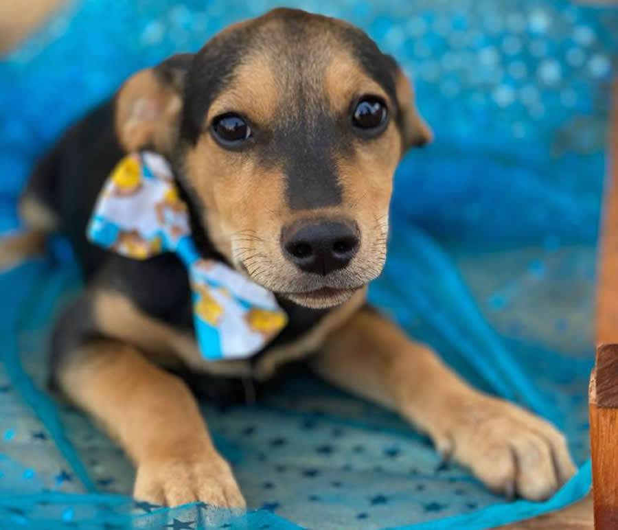 Catua&iacute; Trends: evento online arrecada doa&ccedil;&otilde;es para ONG de animais abandonados