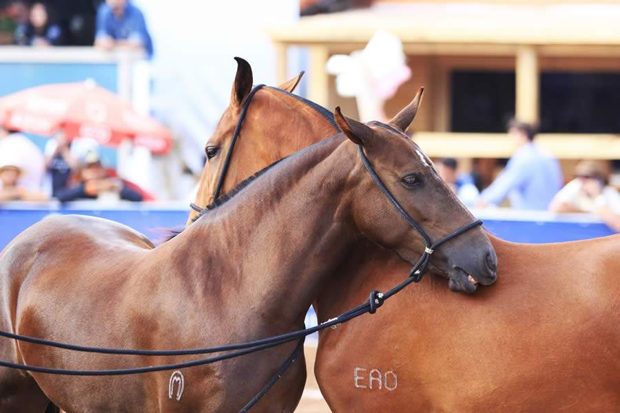 Mangalarga Marchador Divulgação